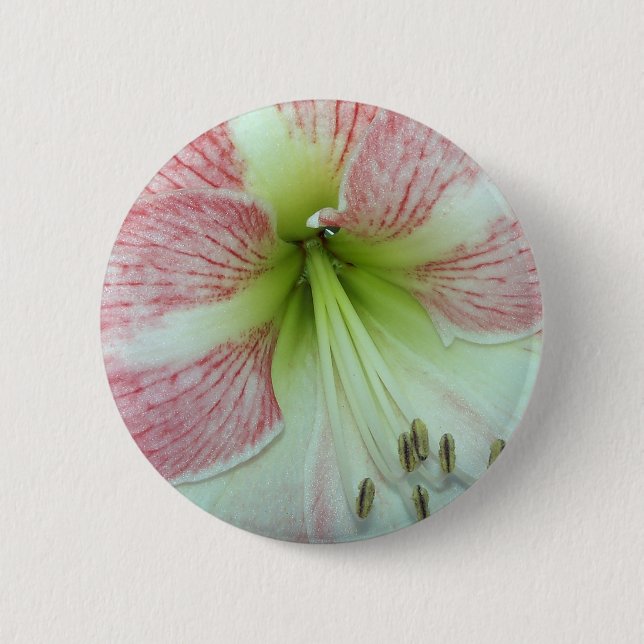 Open Amaryllis Apple Blossom 6 Cm Round Badge (Front)