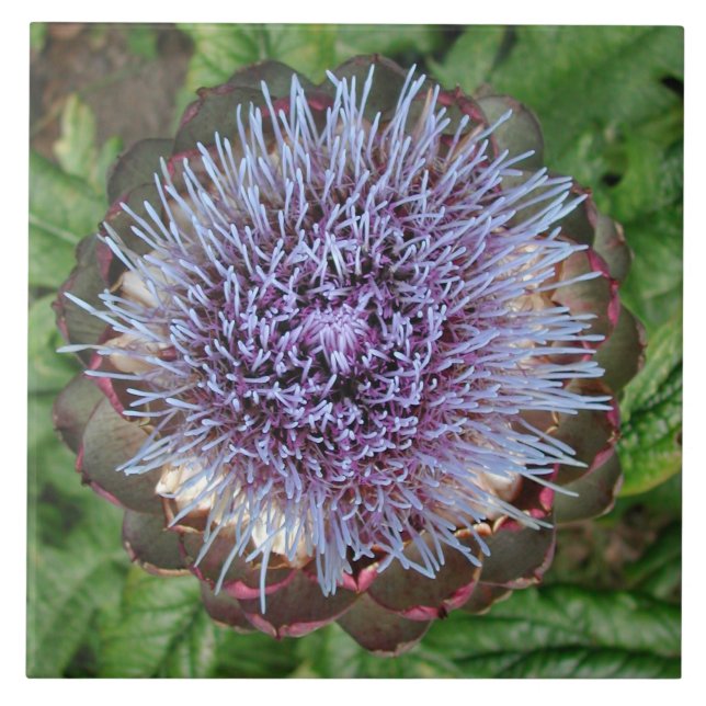 Open Artichoke Flower. Purple. Tile (Front)