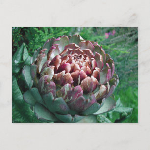 Open Artichoke Plant. Postcard