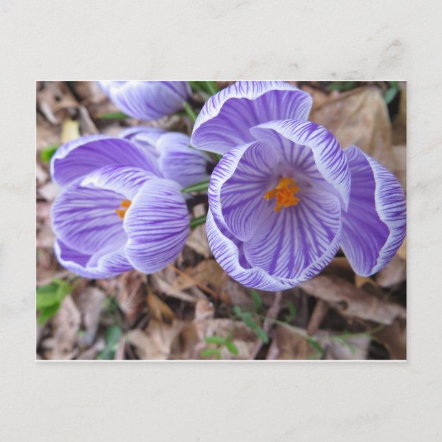 Open Crocus Postcard (Front)