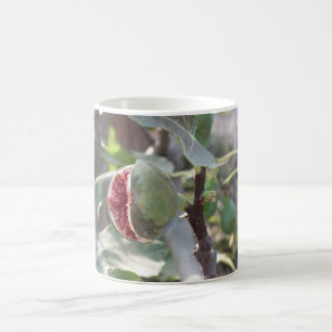 Open fig on tree in Spain Coffee Mug