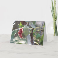 Open fig on tree in Spain