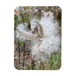 Open Milkweed Pods Seeds with Silk Flexible Magnet
