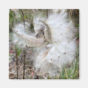 Open Milkweed Pods Seeds with Silk Office Magnet