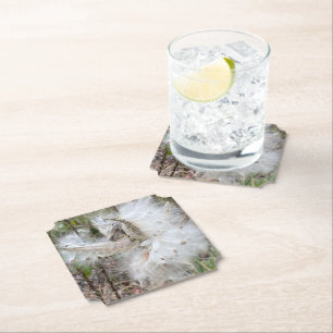 Open Milkweed Pods   Seeds with Silk   Paper Coaster