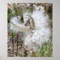 Open Milkweed Pods | Seeds with Silk |