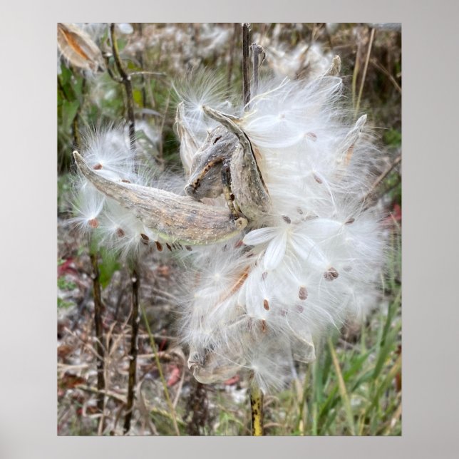 Open Milkweed Pods | Seeds with Silk | Poster (Front)