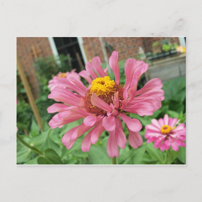 Open Pink Zinnia Postcard (Front)