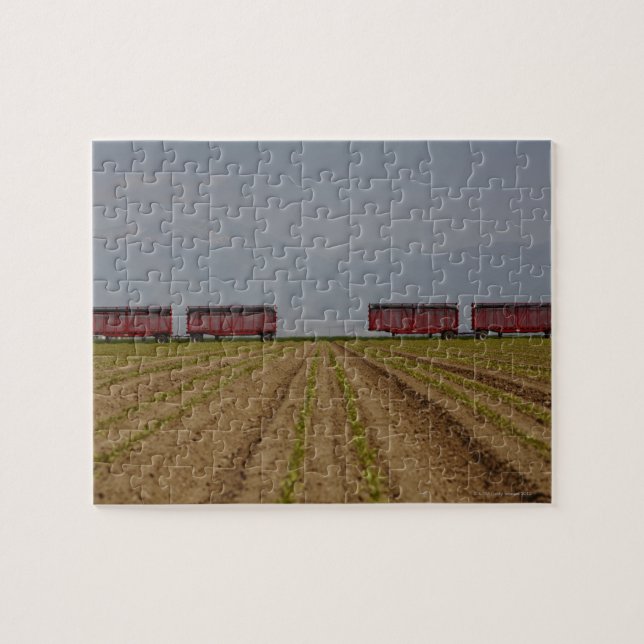 Open sided trucks used for transporting produce jigsaw puzzle (Horizontal)