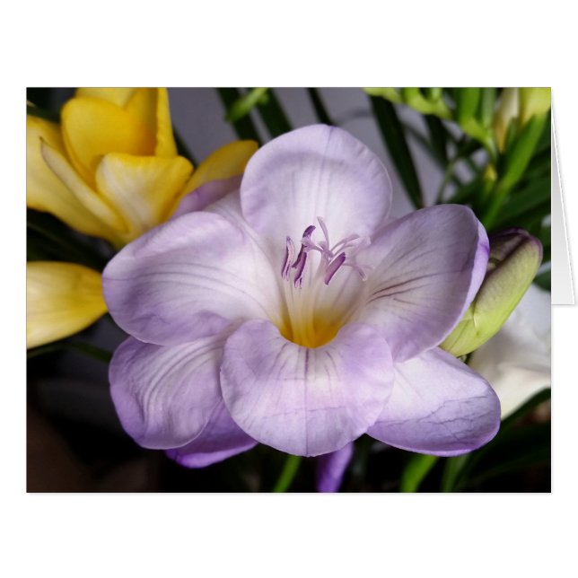 open violet freesia (Front Horizontal)