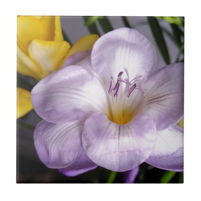 open violet freesia ceramic tile (Front)