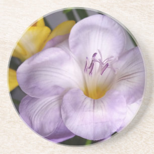 open violet freesia coaster
