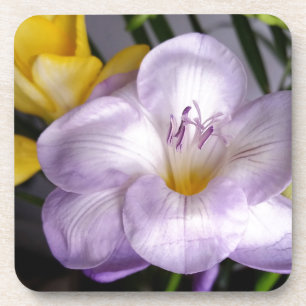 open violet freesia coaster