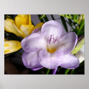 open violet freesia poster