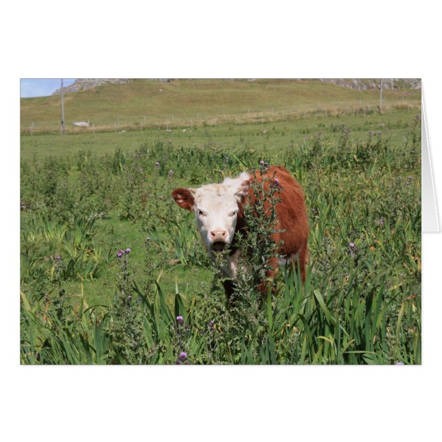 Open Wide (Front Horizontal)