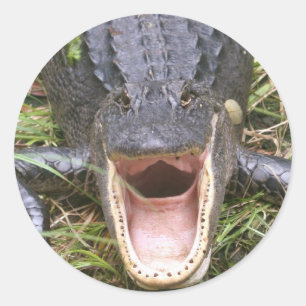 Open Wide! Florida Alligator Classic Round Sticker