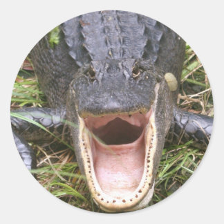 Open Wide! Florida Alligator Classic Round Sticker