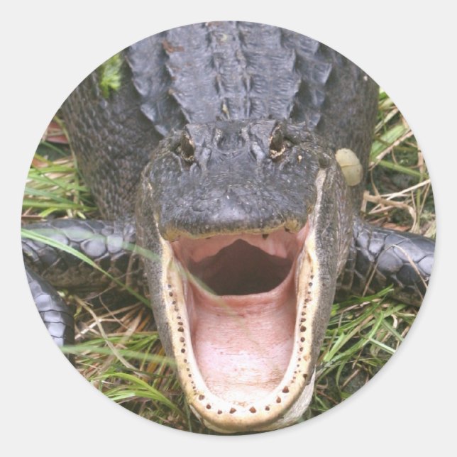 Open Wide! Florida Alligator Classic Round Sticker (Front)