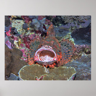 Open Wide Poster