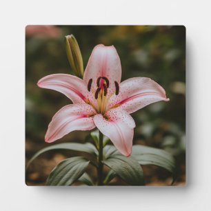 Opened Pink Lily  Plaque