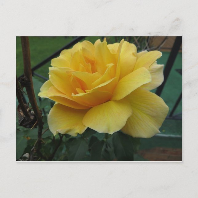 Opened Yellow Rose Postcard (Front)