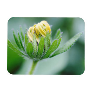 Opening Flower Of Cone Flower Magnet