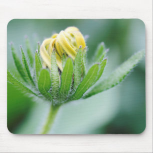 Opening Flower Of Cone Flower Mouse Pad
