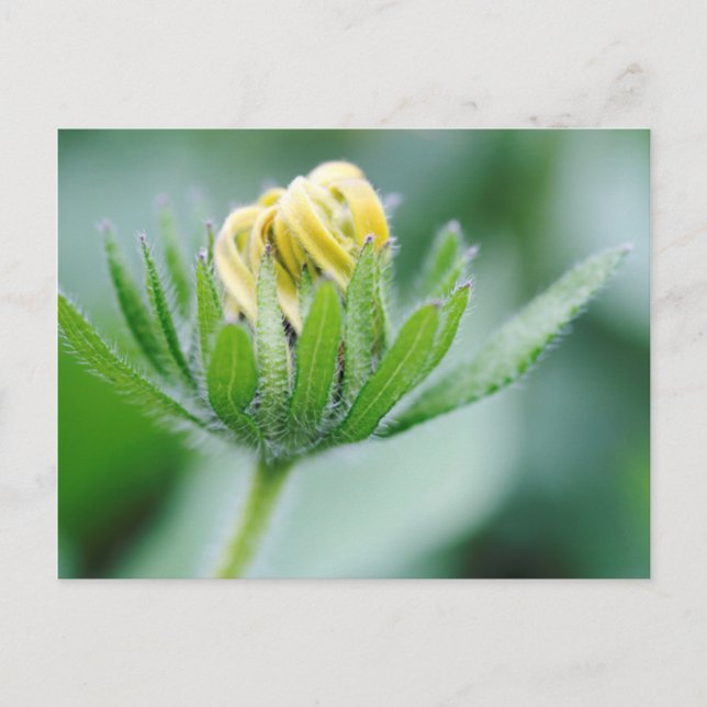 Opening Flower Of Cone Flower Postcard (Front)