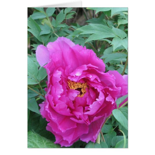 Opening Pink Peony Card