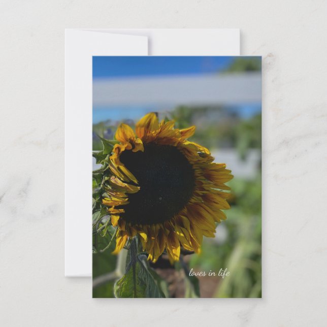 Opening Sunflower Card (Front)