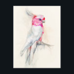 Opera Cockatoo Postcard<br><div class="desc">Opera Cockatoo I by Jennifer Goldberger. A tropical cockatoo in a watercolor style perches onto a branch. | 164119Z</div>
