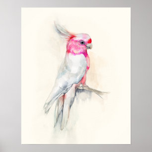 Opera Cockatoo Poster