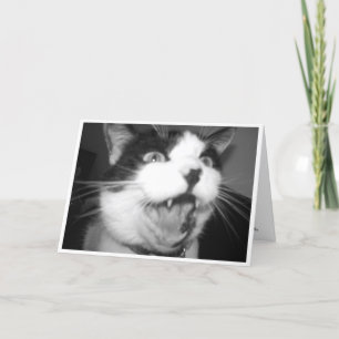 Opera Kitty birthday card