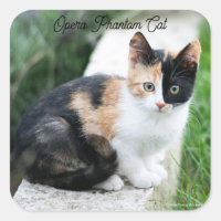 Opera Phantom Cat