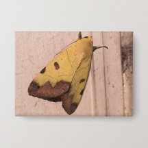 Ophiusa tirhaca, the green drab