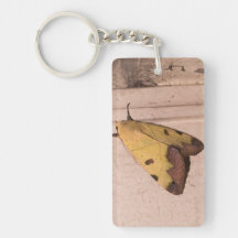 Ophiusa tirhaca, the green drab