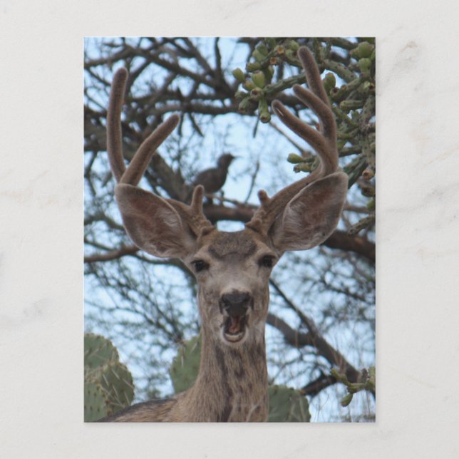 Opinionated Deer Postcard (Front)