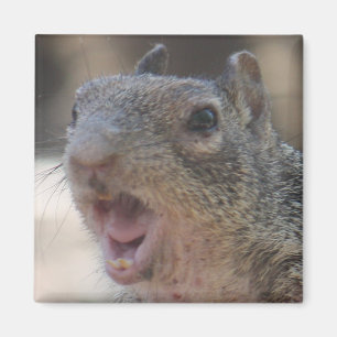 Opinionated Squirrel Magnet