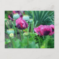 Opium Poppies