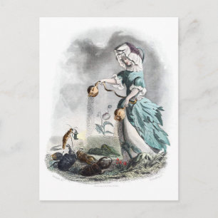 Opium Poppy Postcard