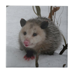 Opossum Ceramic Tile