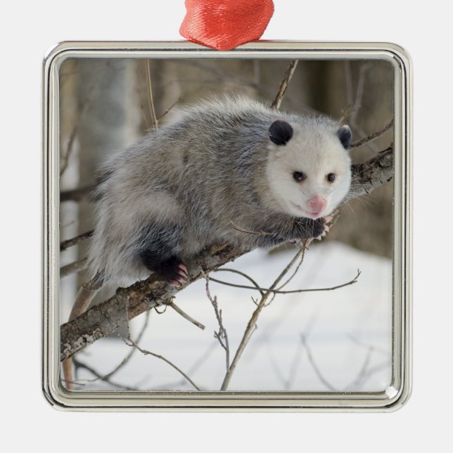 Opossum Love Metal Tree Decoration (Front)