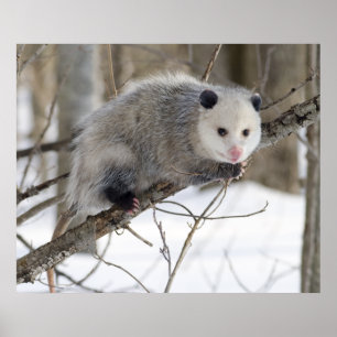 Opossum Love Poster