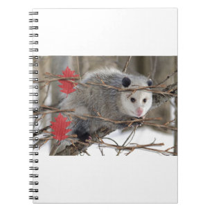 Opossum Nature Notebook