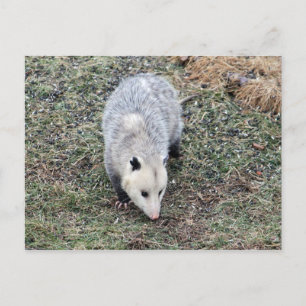 Opossum Photo Postcard