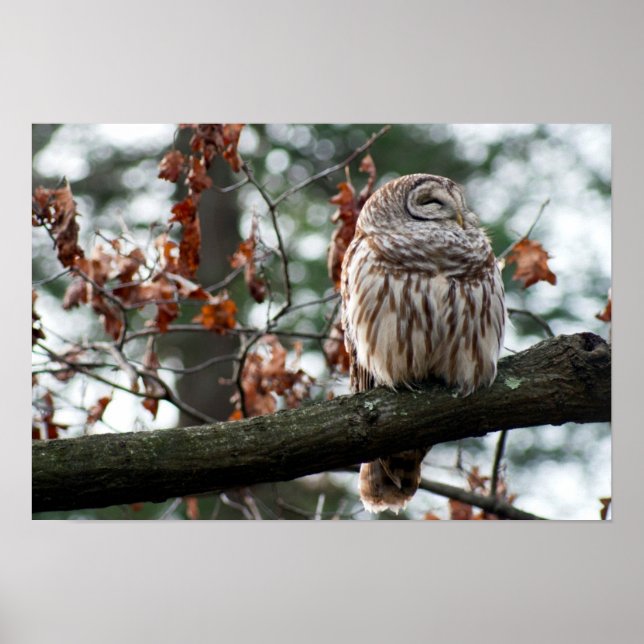 Optimistic Owl Poster (Front)