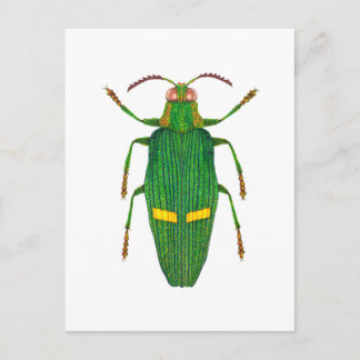 Opulent jewel beetle postcard