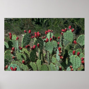Opuntia Fruits Poster