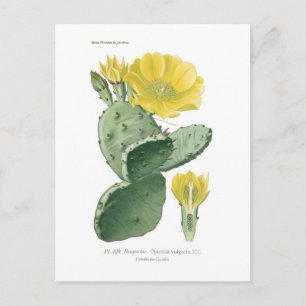 Opuntia vulgaris postcard