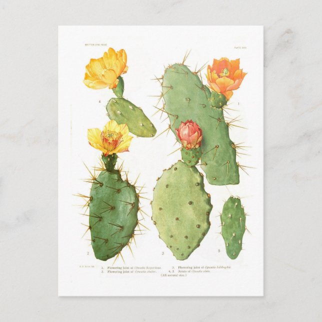 Opuntias Postcard (Front)
